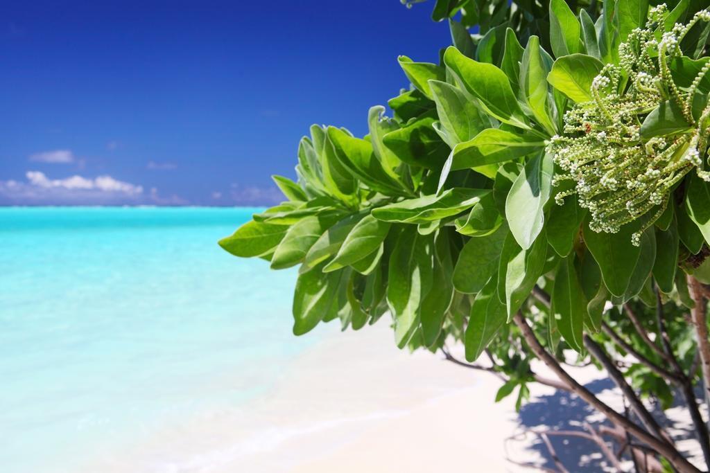 Holiday Cottage Thoddoo, Maldives Buitenkant foto